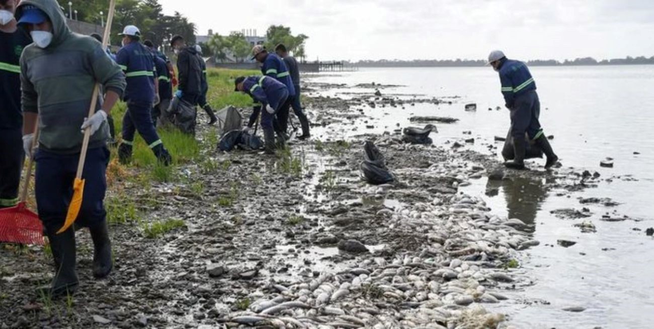 Video: miles de peces muertos se encuentran a lo largo de la laguna de Chascomús
