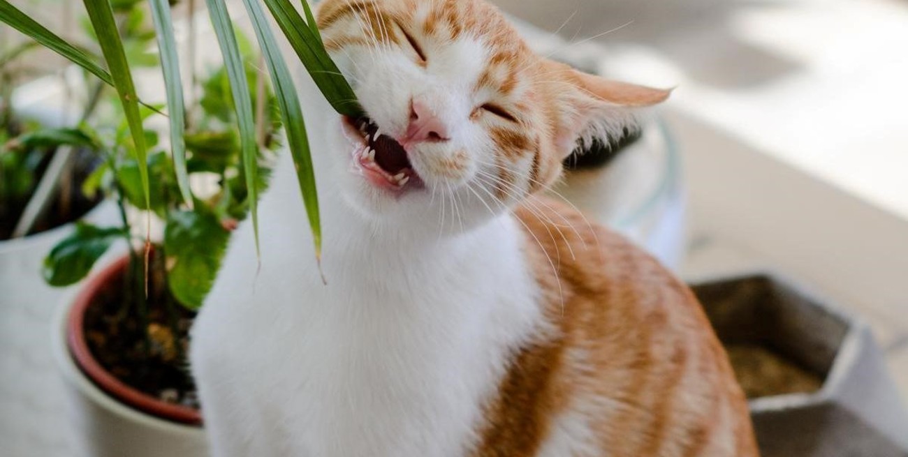 Prepará esta mezcla natural para alejar a tus mascotas de tus plantas 