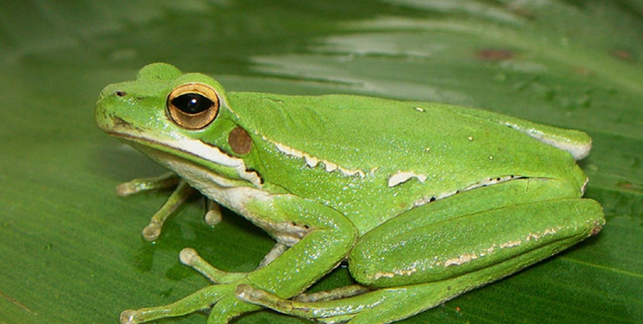 Cómo funciona “Croalitoral”, la app santafesina que distingue a las ranas por su canto