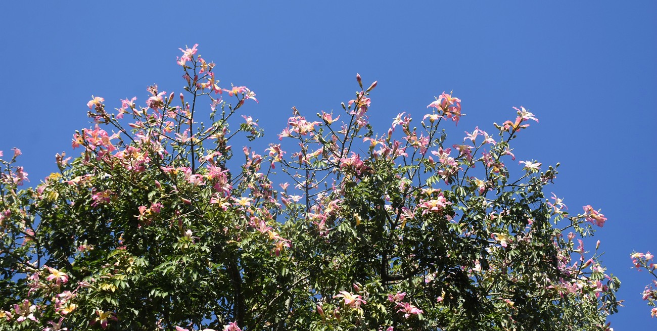 Qué dice el pronóstico del tiempo para este viernes en Santa Fe
