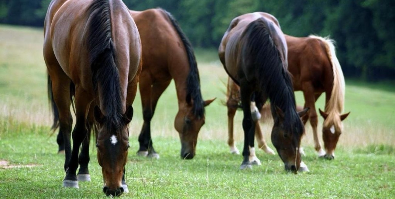 Confirmaron el primer caso de Encefalitis Equina en una persona en Entre Ríos