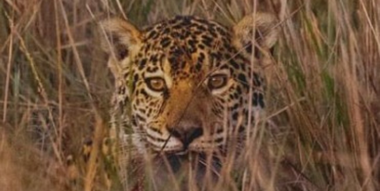 Registraron un nuevo yaguareté silvestre en el Parque Iberá en Corrientes