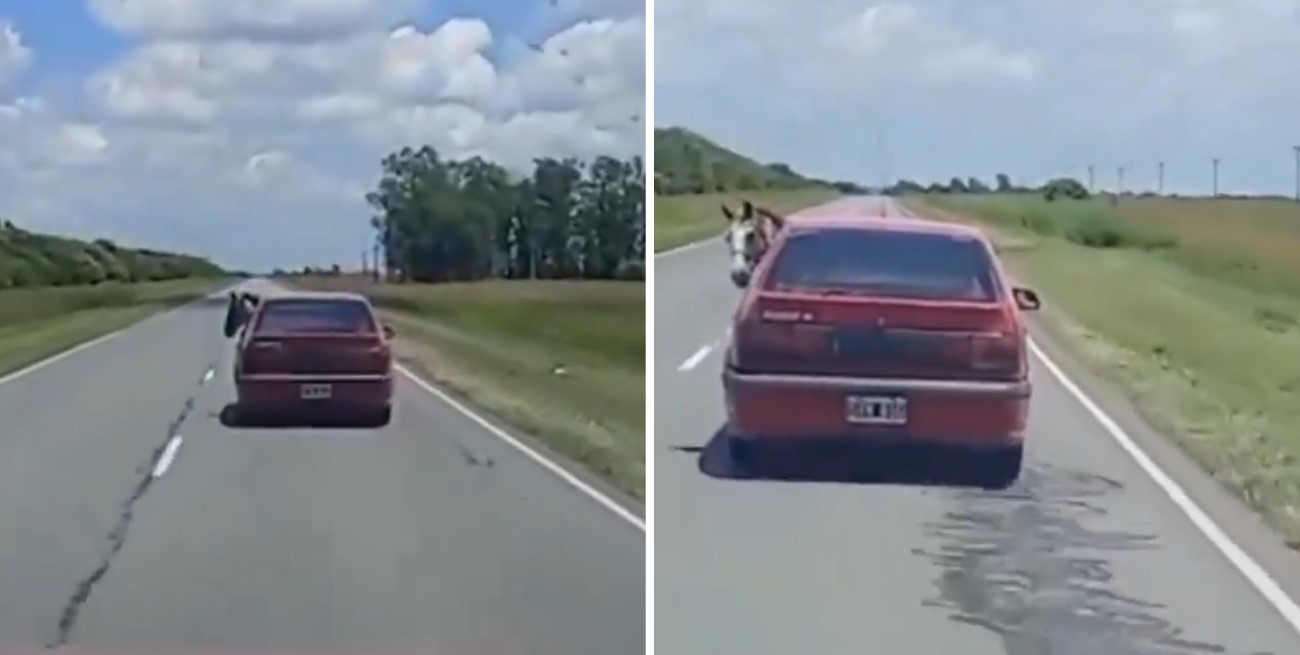Video: recorrió varios kilómetros con un caballo dentro de su auto en una ruta de Córdoba