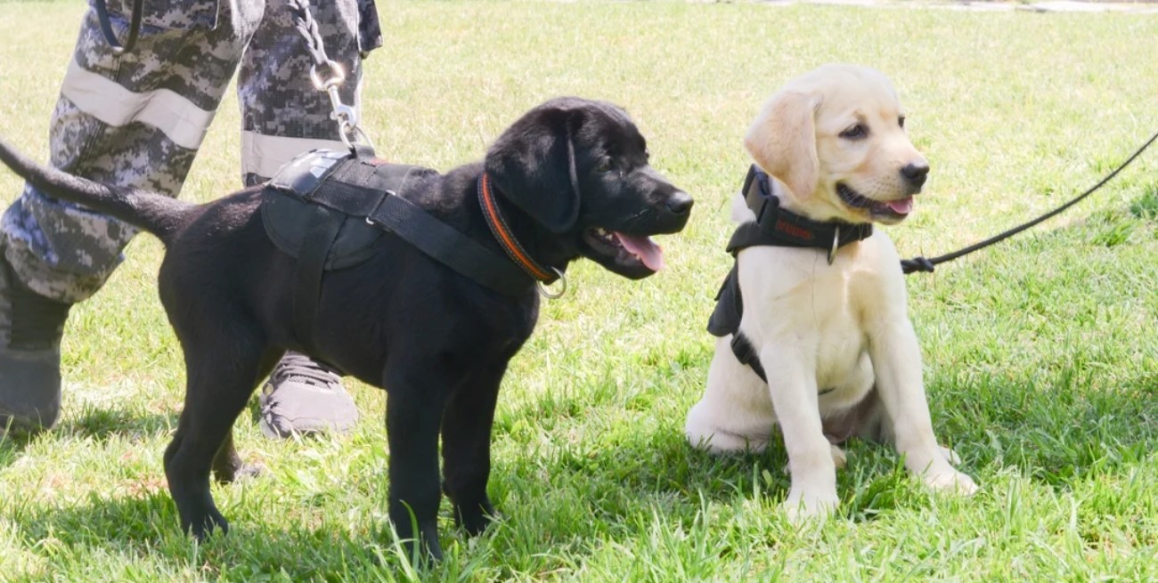 Aduana: 9 cachorros comenzaron el entrenamiento para detectar droga y divisas