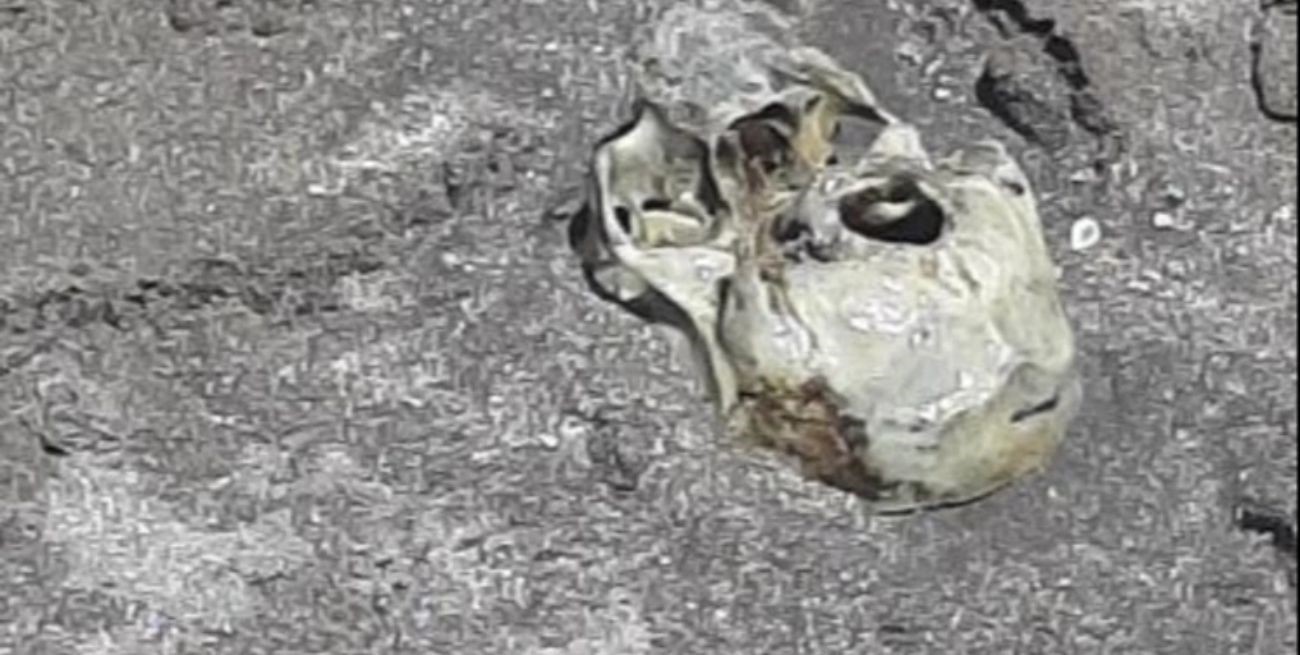 Mar del Plata: encontraron un cráneo en la playa