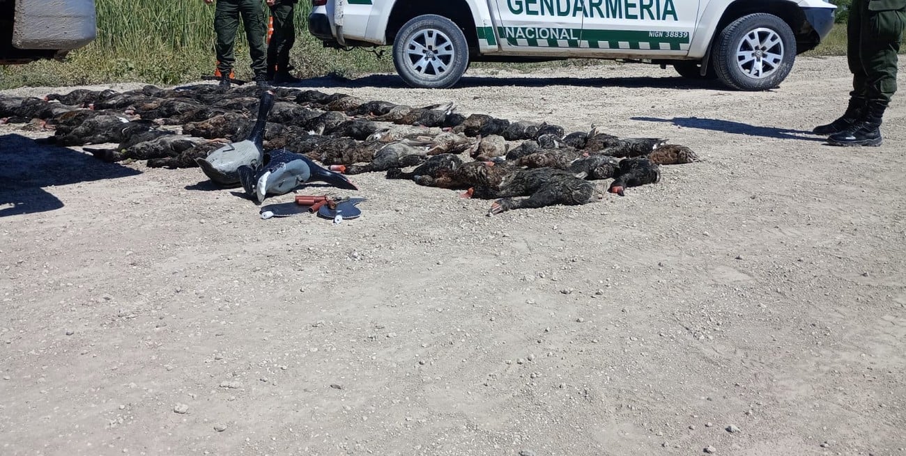 99 patos crestones fueron víctimas de una cacería ilegal