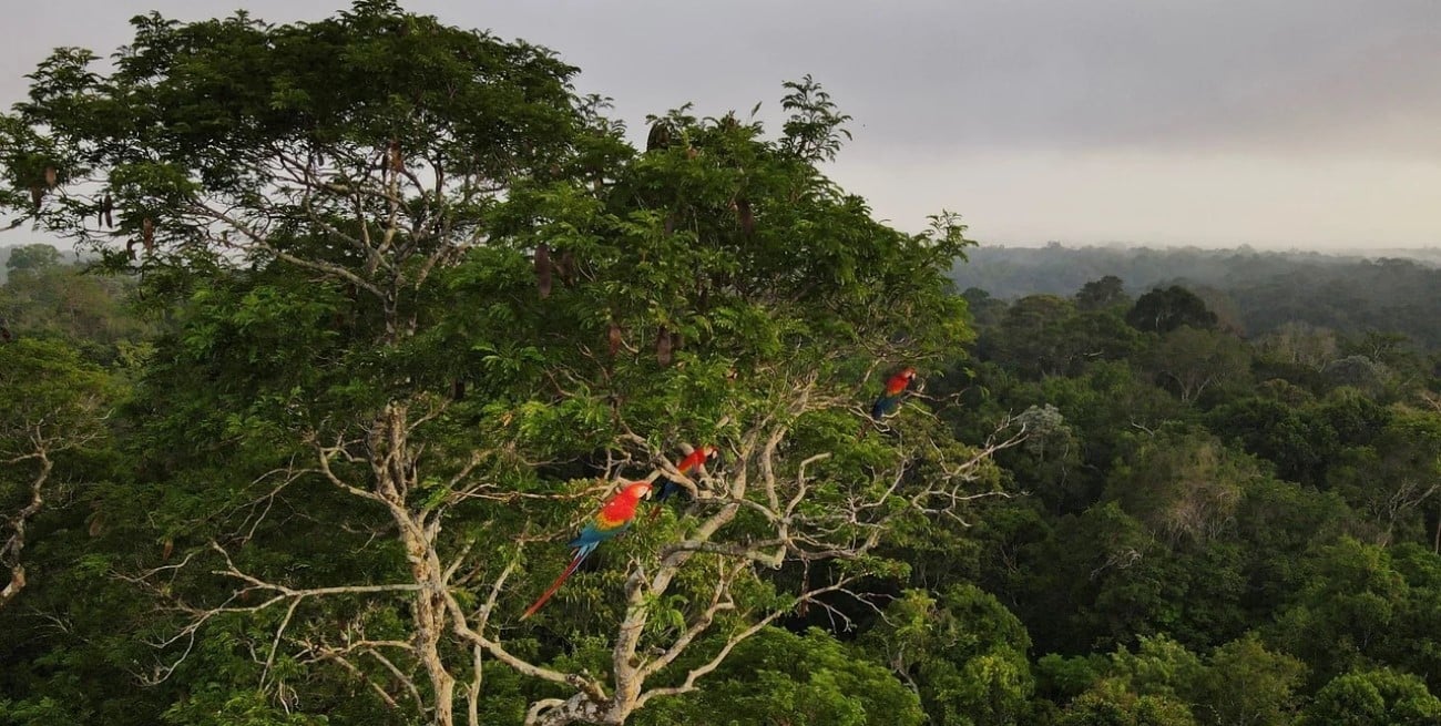 La deforestación amazónica en Brasil bajó a niveles históricos