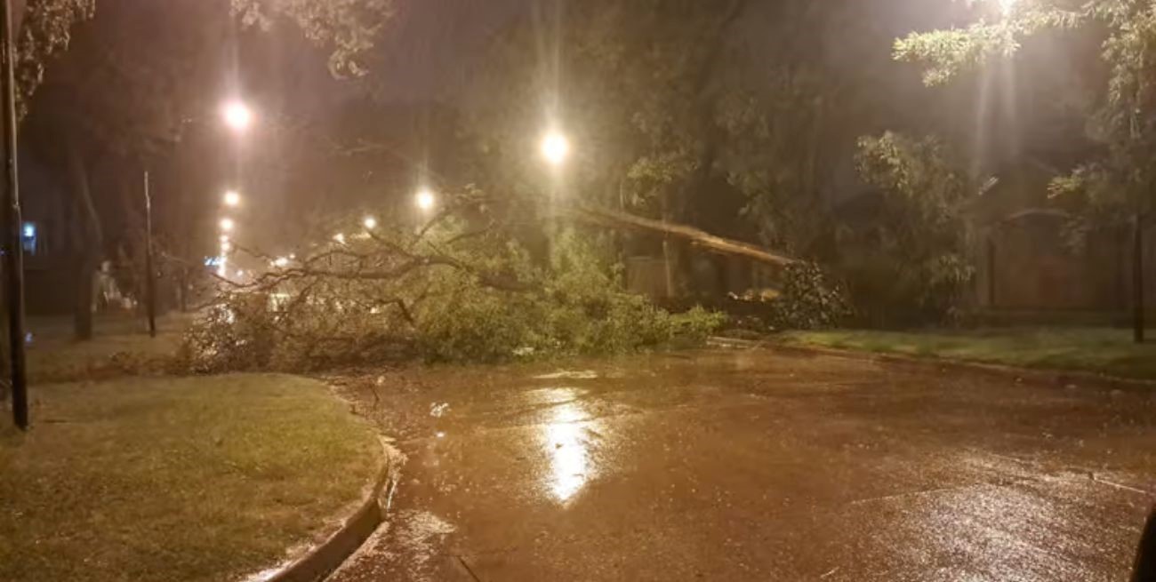 Árboles y postes caídos como consecuencia de la tormenta