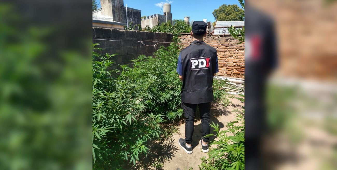 San José de la Esquina: encontraron una plantación de marihuana en una vivienda
