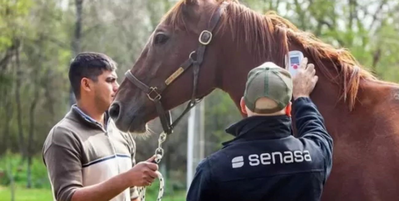Fallecieron 7 personas por encefalitis equina y se detectaron al menos 41 casos en humanos