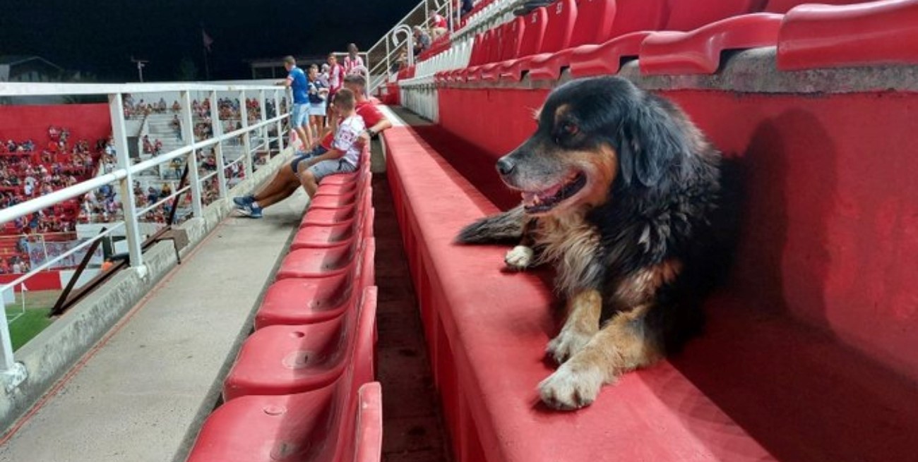 Murió "Peluche", el perro que vivía en Unión y miraba los partidos desde la tribuna