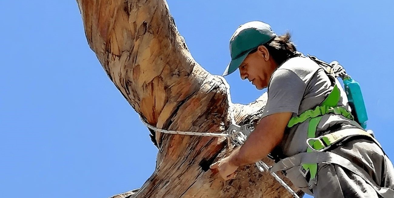 Completan minucioso trabajo de conservación en el Pino Histórico, donde descansó San Martín en 1813 