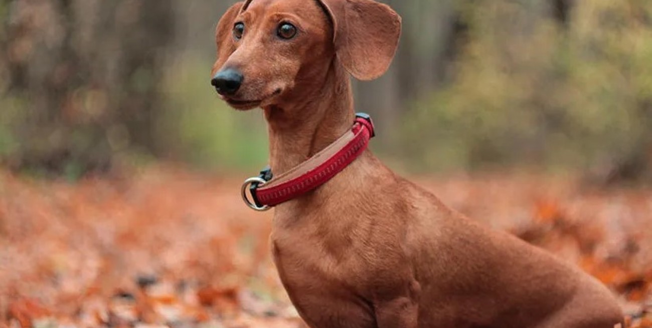 1 de febrero, Día Nacional del Perro Salchicha