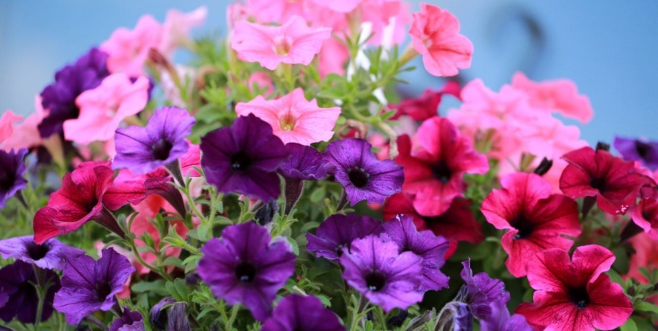 Colores y frescura: cinco plantas resistentes al calor 