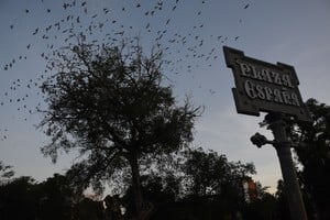 En la Plaza España, para esta época del año se ven imponentes “manchones” de golondrinas. Aprovechan el espacio público para alimentarse de insectos. Crédito: Manuel Fabatía