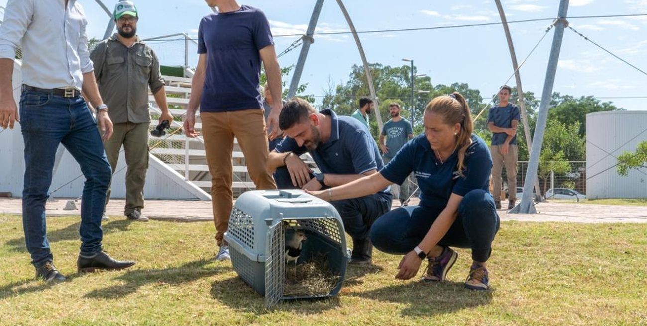 Liberaron en Santa Fe un centenar de aves recuperadas del mercado ilegal
