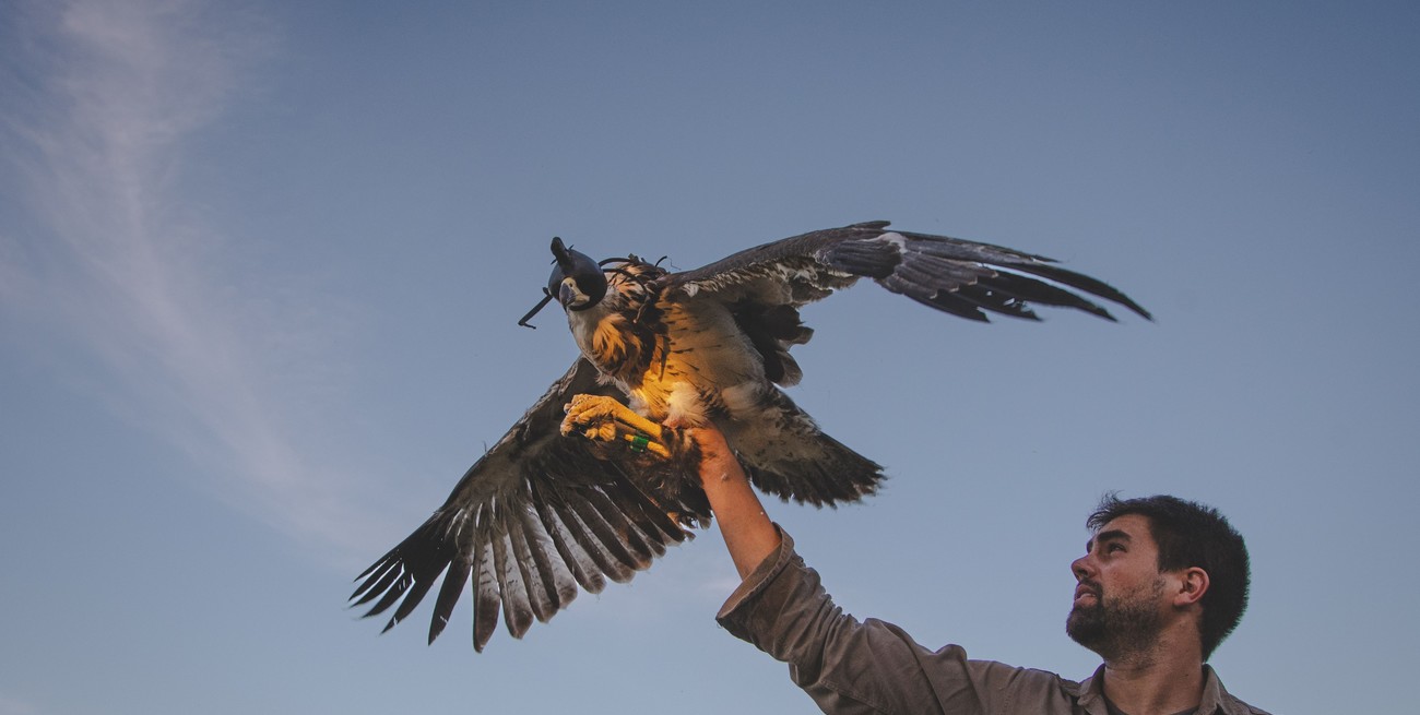 El trabajo en equipo del campo santafesino para cuidar al Águila Coronada, monumento natural de la provincia