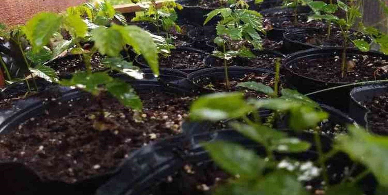 Con el apoyo de la RAMCC, Ramona mejora su gestión ambiental 