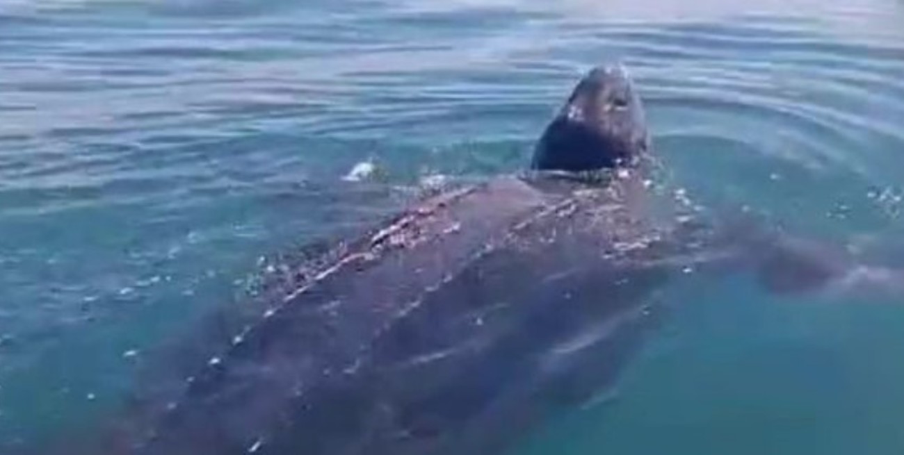 Apareció una tortuga Karumbé en Uruguay: la más grande del mundo, y en peligro de extinción