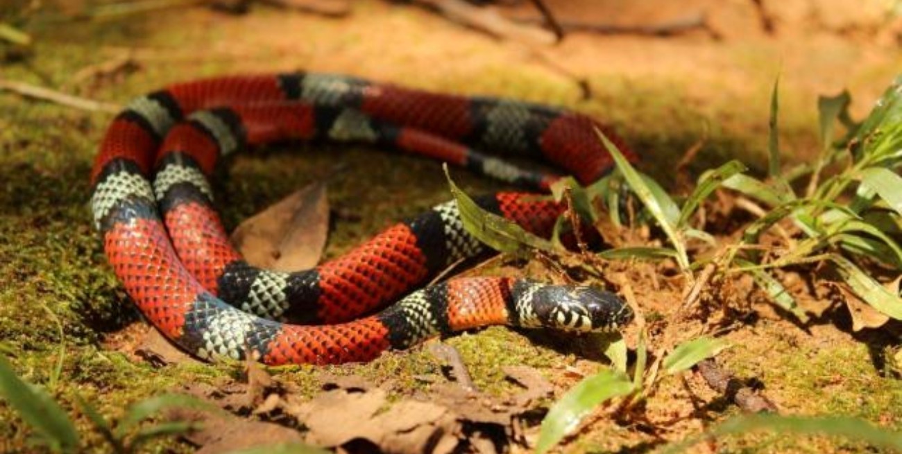 Una beba de un año está grave tras ser mordida por una serpiente coral en La Pampa