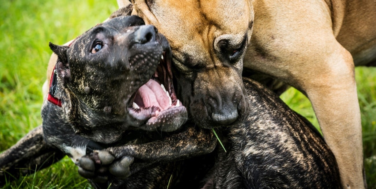 Violento ataque de pitbulls en La Plata dejó a un hombre gravemente herido