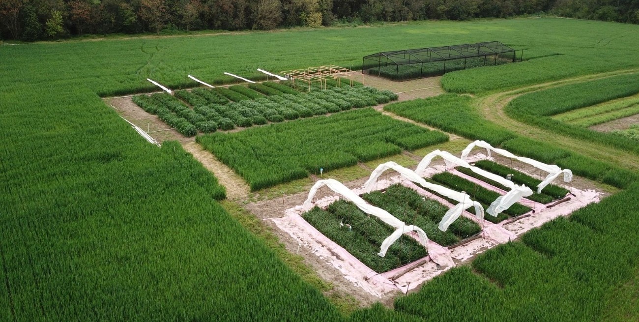 El trigo para el cambio climático