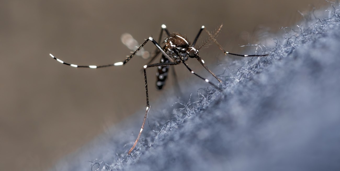 El gobierno nacional detalló los tres pilares con los que planea combatir el dengue en el verano