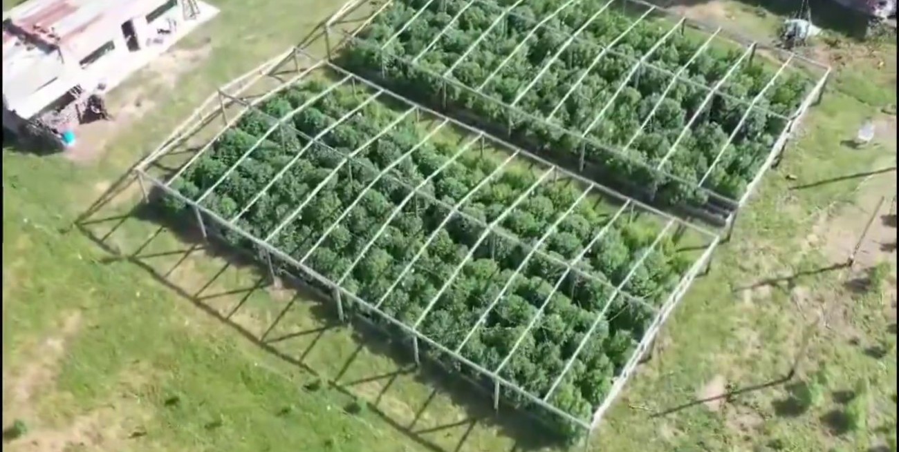 Video: así fue la detención de "Cachiporri", el barra de Colón que administraba un campo de marihuana 