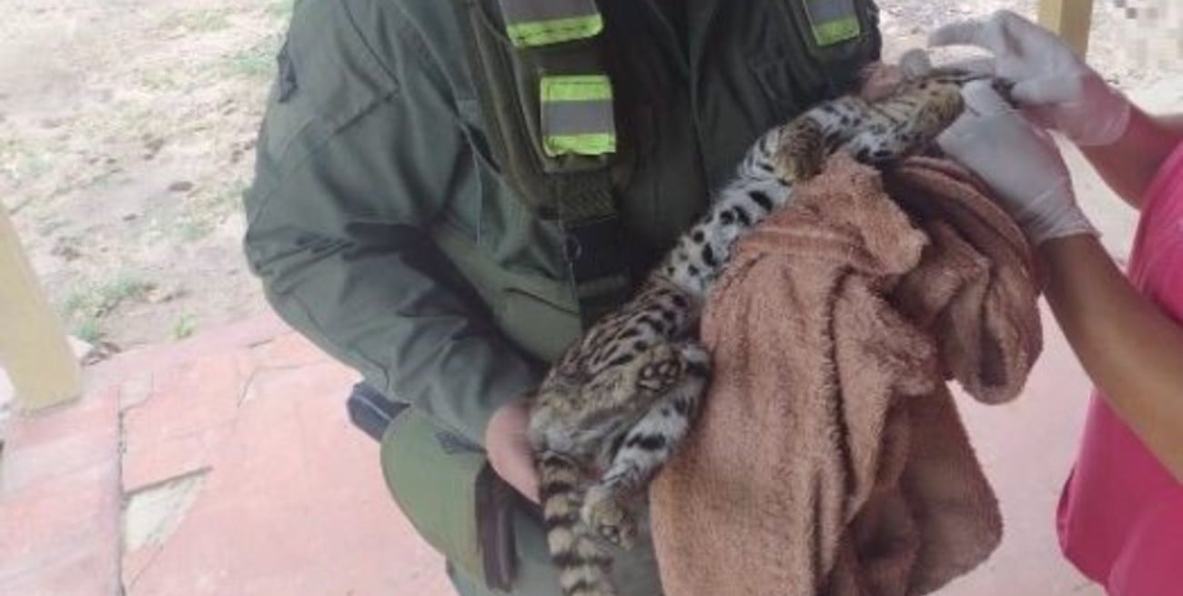 Gendarmes rescataron un gato onza que apareció golpeado en Formosa