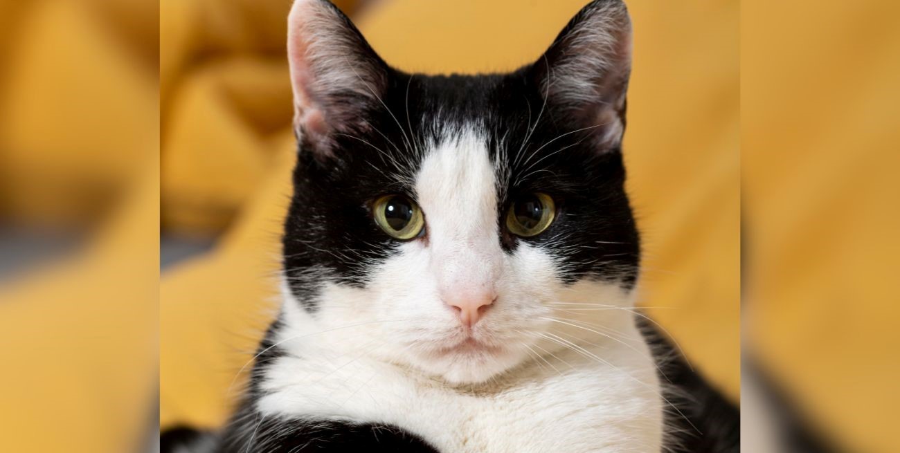 Día del Gato: Las ventajas de tener uno como mascota en tu hogar