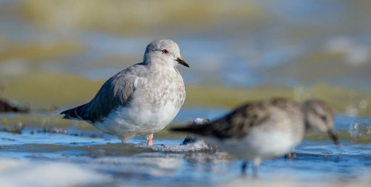 Incluyeron al Chorlito ceniciento como "especie migratoria en peligro"
