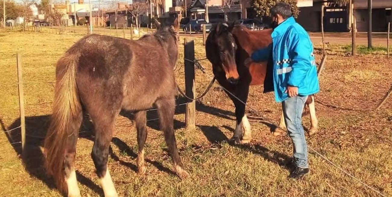 Caballos sueltos, una postal frecuente en los barrios venadenses