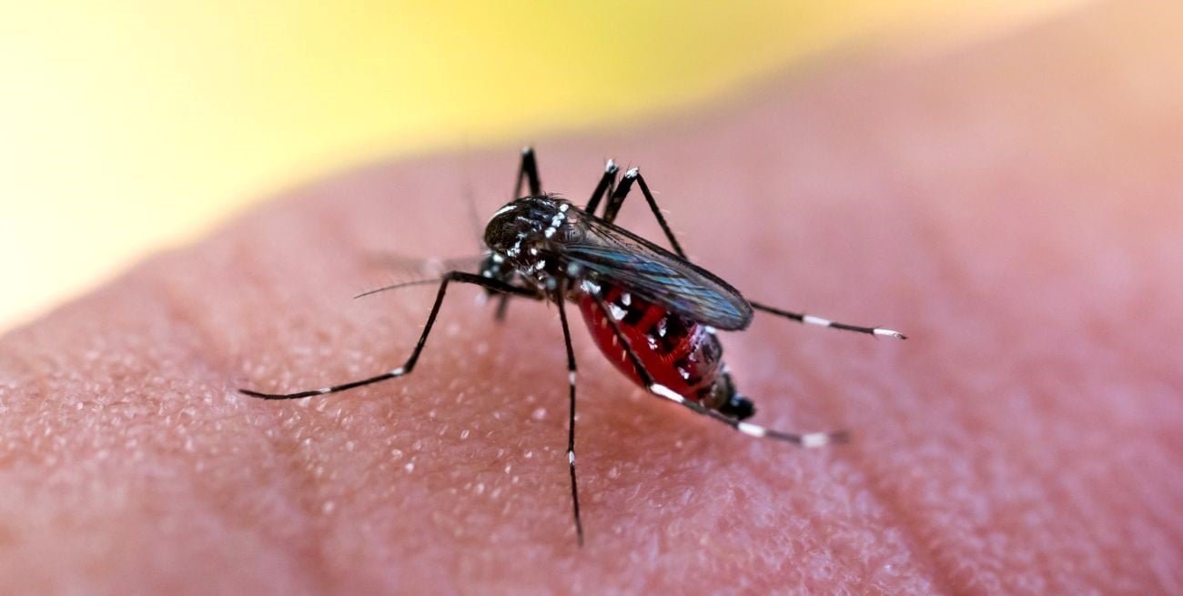 Los casos de dengue en Rosario aumentan y preocupa a las autoridades