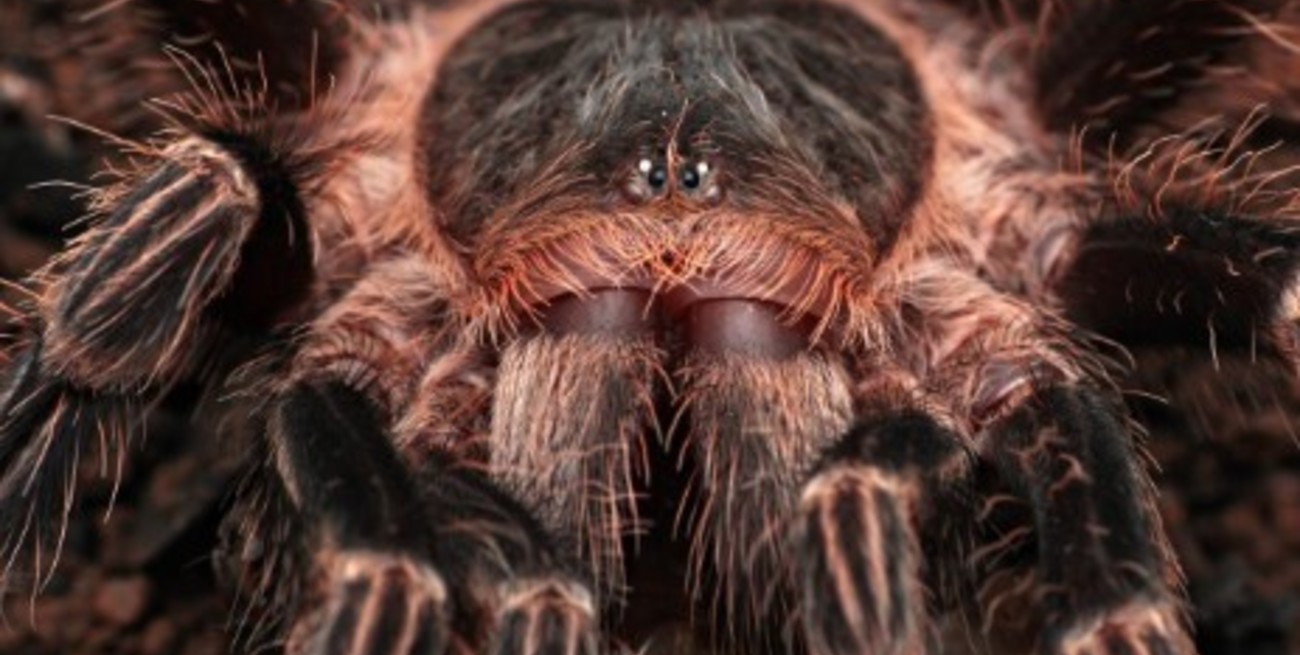 El veneno de esta araña tropical podría ayudar en la lucha contra el cáncer
