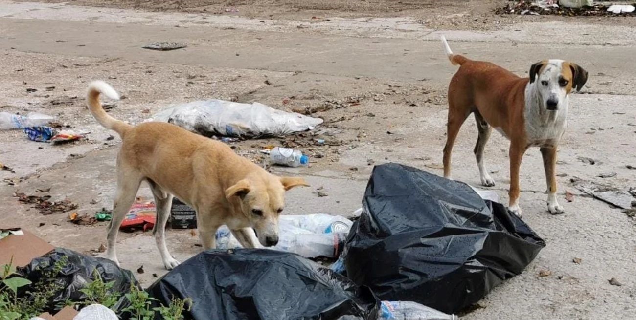 Más de 100 perros murieron por comer carne envenenada en Corrientes