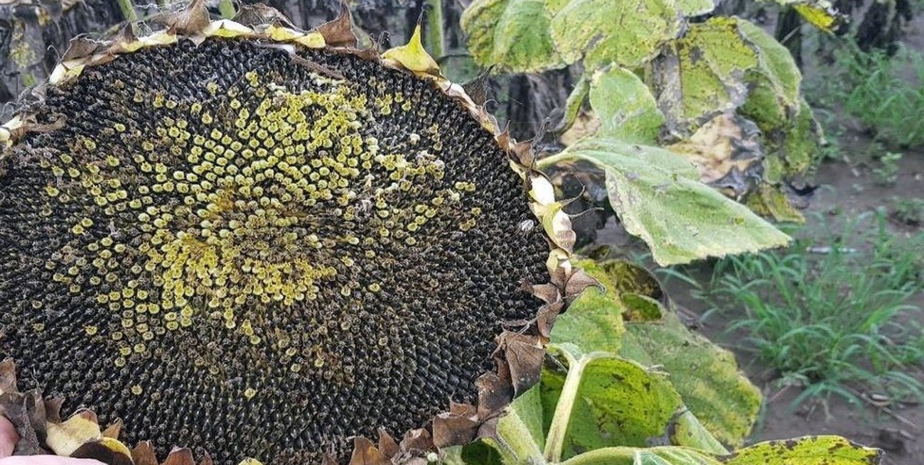Girasol: ¿por qué, si el rinde subió, se logró la peor cosecha en 8 años?