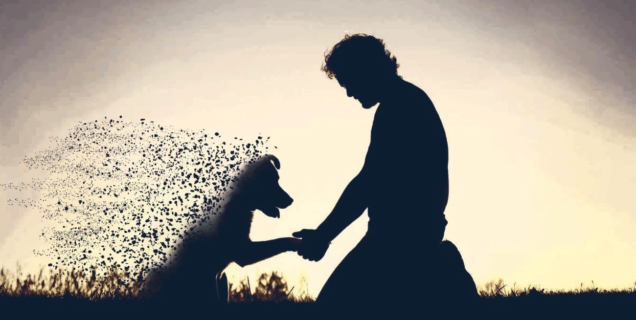 Cómo superar la pérdida de una mascota