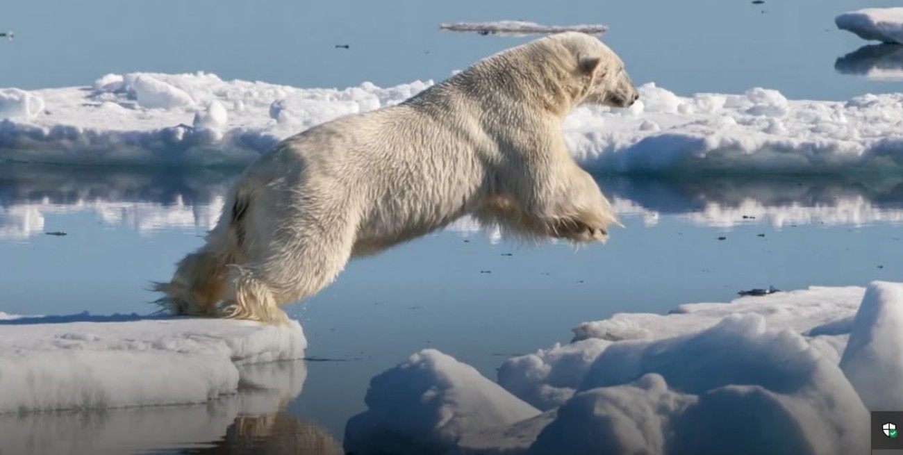 Estiman que en diez años el Ártico podría quedarse sin hielo en verano 