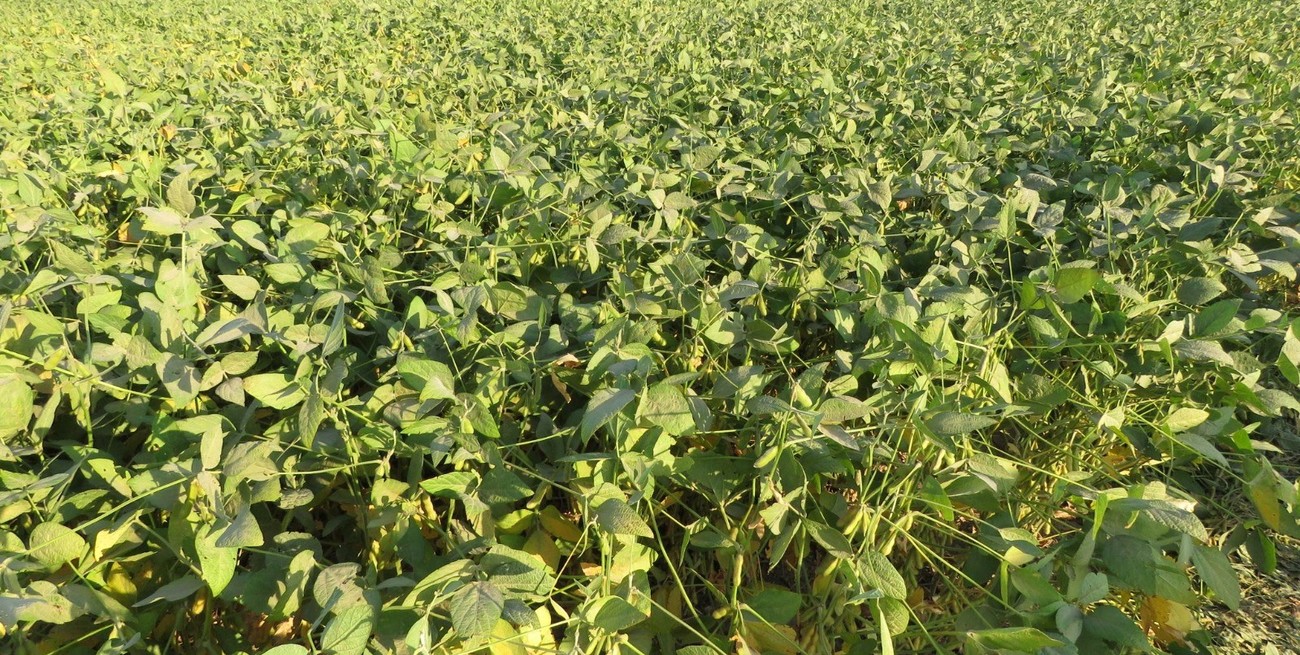 La soja permite ilusionarse