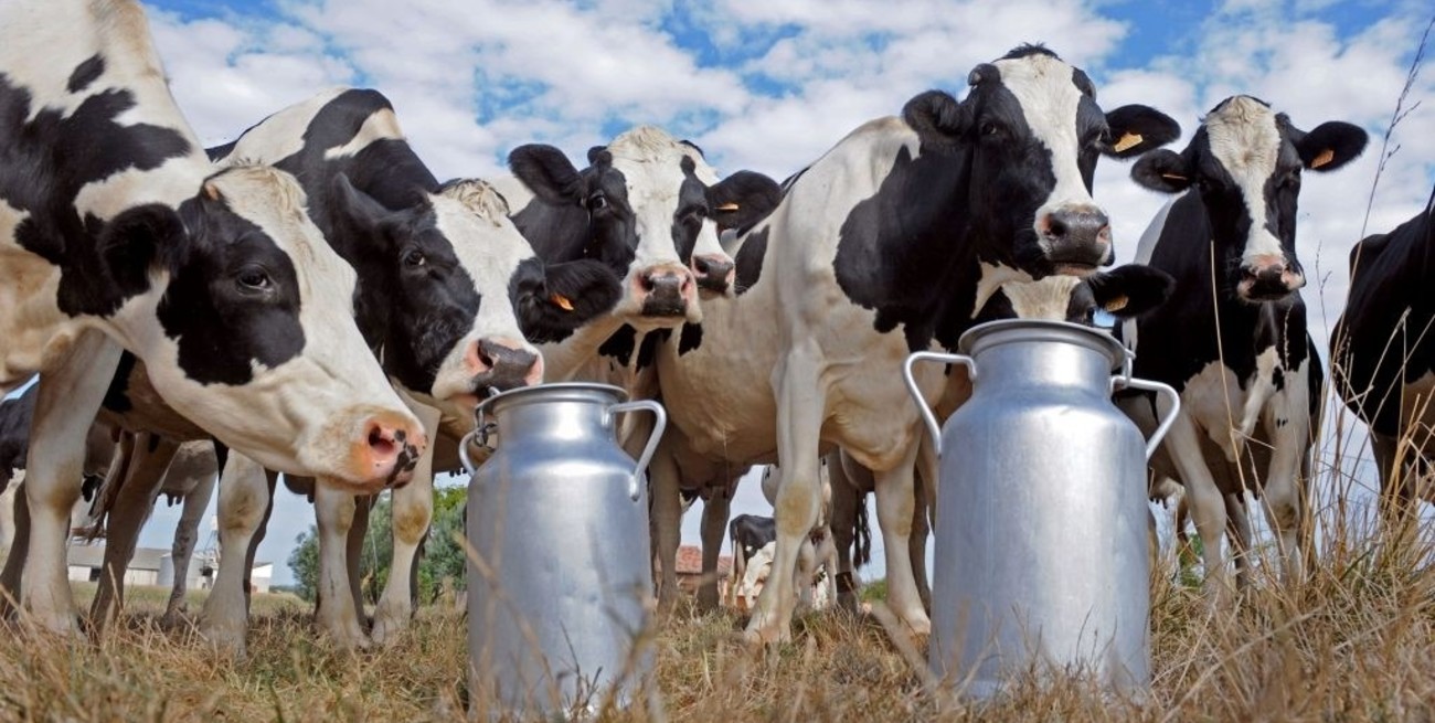 Importaciones y otro dólar soja "serían letales para la maltrecha lechería nacional"