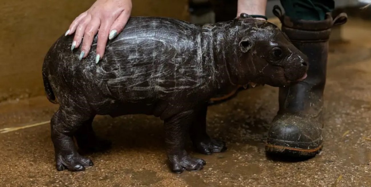 Sorpresa en Grecia: nació un raro hipopótamo pigmeo