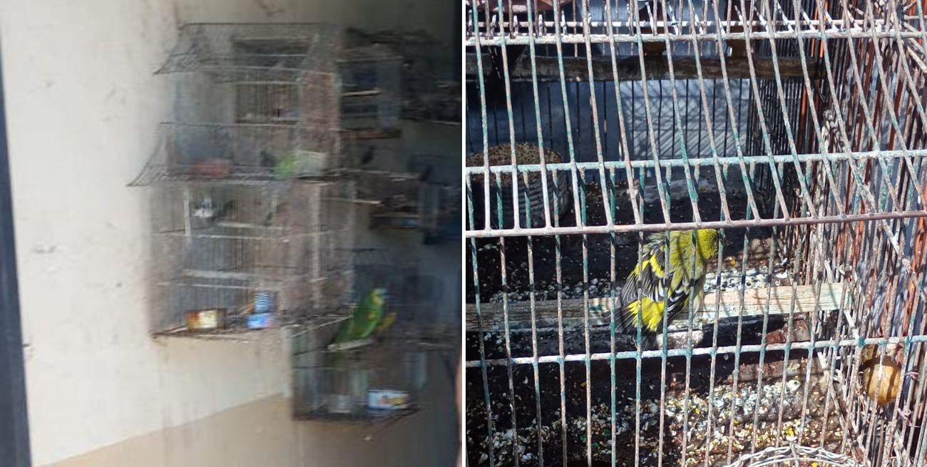 Rescate de nueve aves autóctonas enjauladas en Santo Tomé