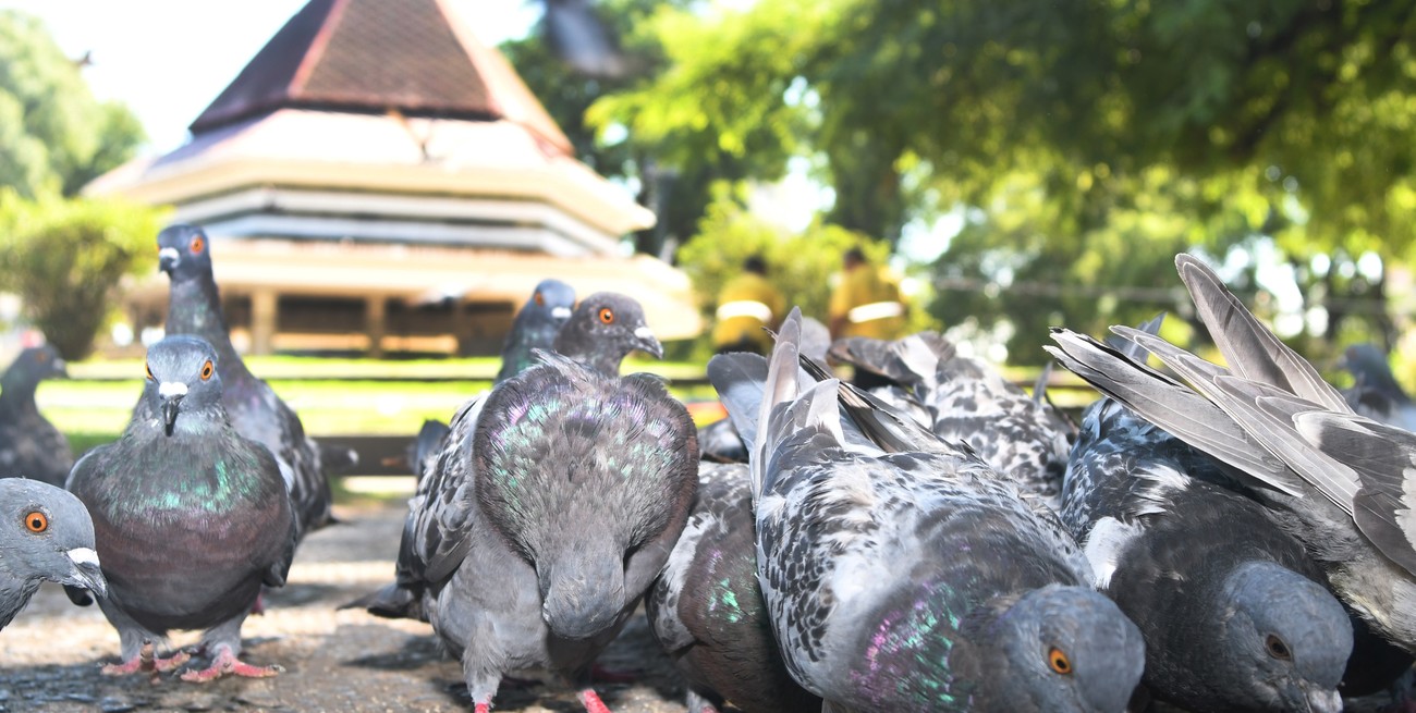 Palomar: reacondicionan la plaza tras una denuncia sanitaria descartada