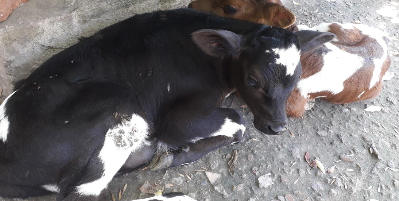 Descubren media docena de terneros que mugían desde la caja de una camioneta