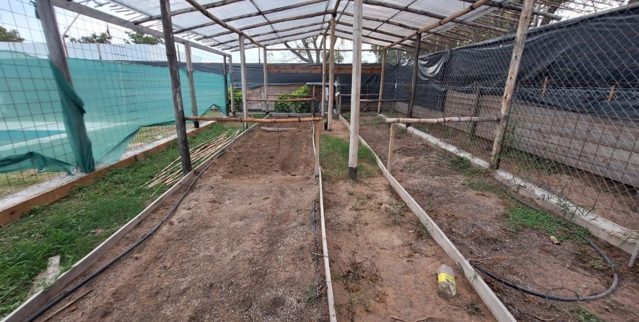 Tenía marihuana en el auto, en su casa y posiblemente en un vivero que fue desmantelado