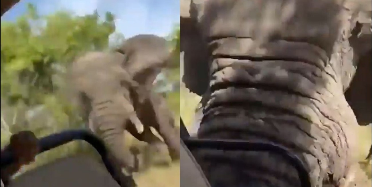 Video: un elefante atacó a un grupo de turistas en Zambia y mató a una mujer