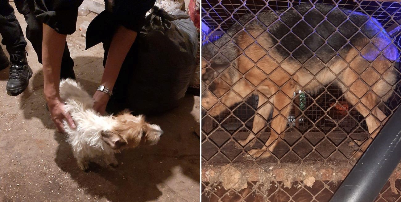 Criadero clandestino: rescataron perritos en condiciones deplorables