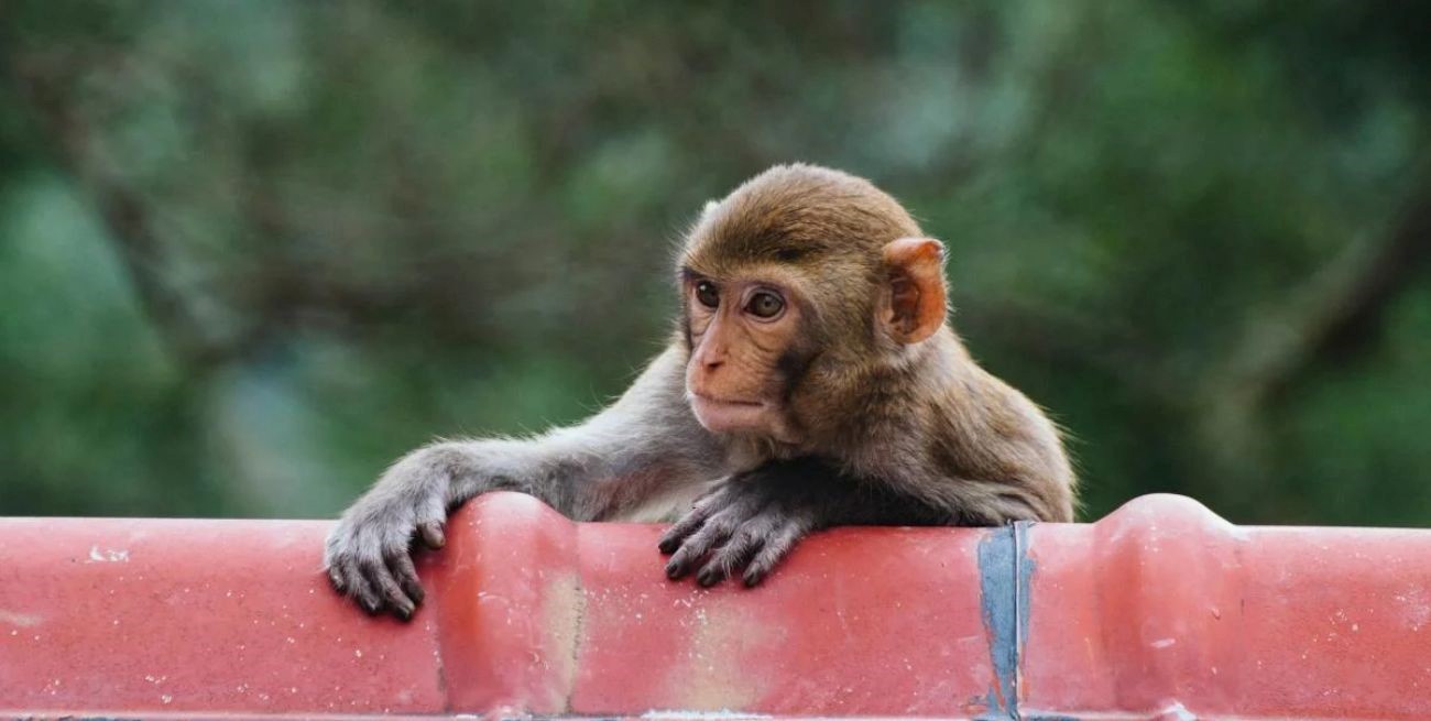Un hombre se contagió del virus B y está grave: qué es esta enfermedad y cuáles son sus síntomas