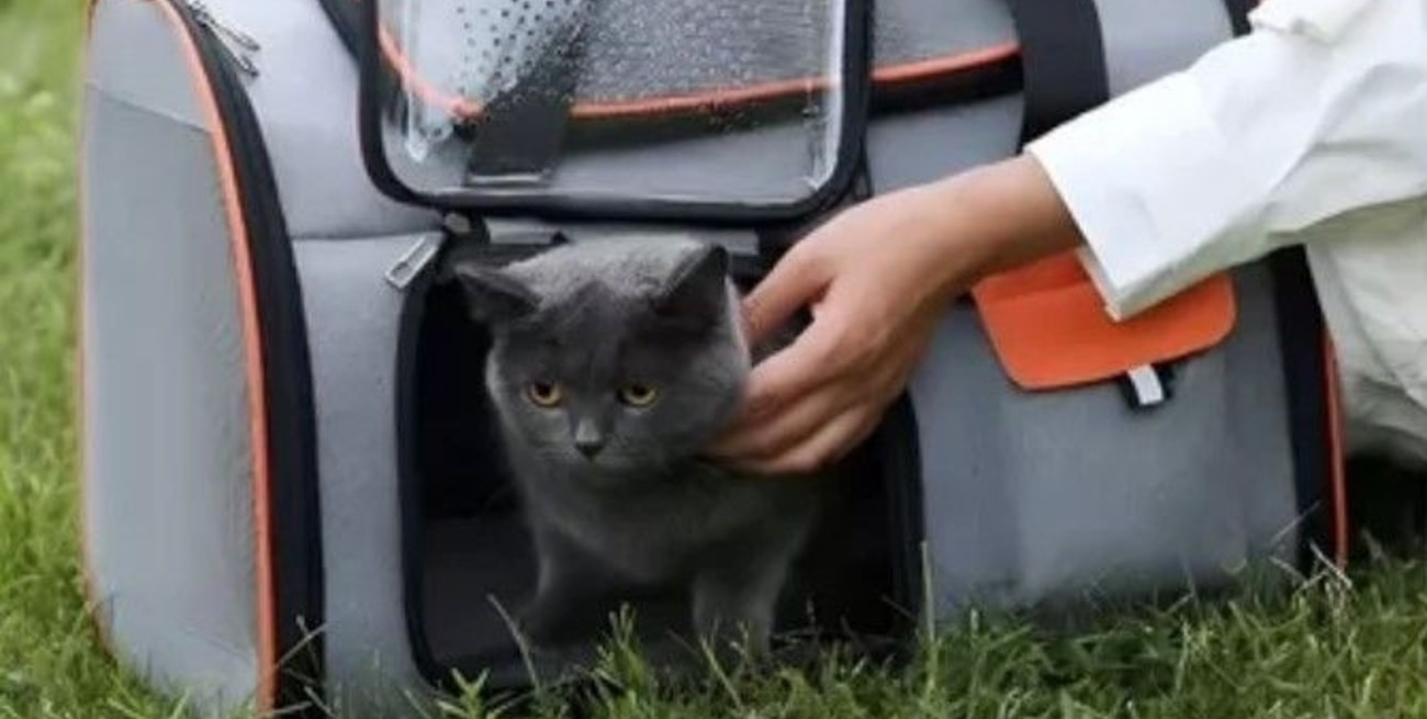 Rosario: sancionarán a una empresa de colectivos por obligar a bajar a una pasajera