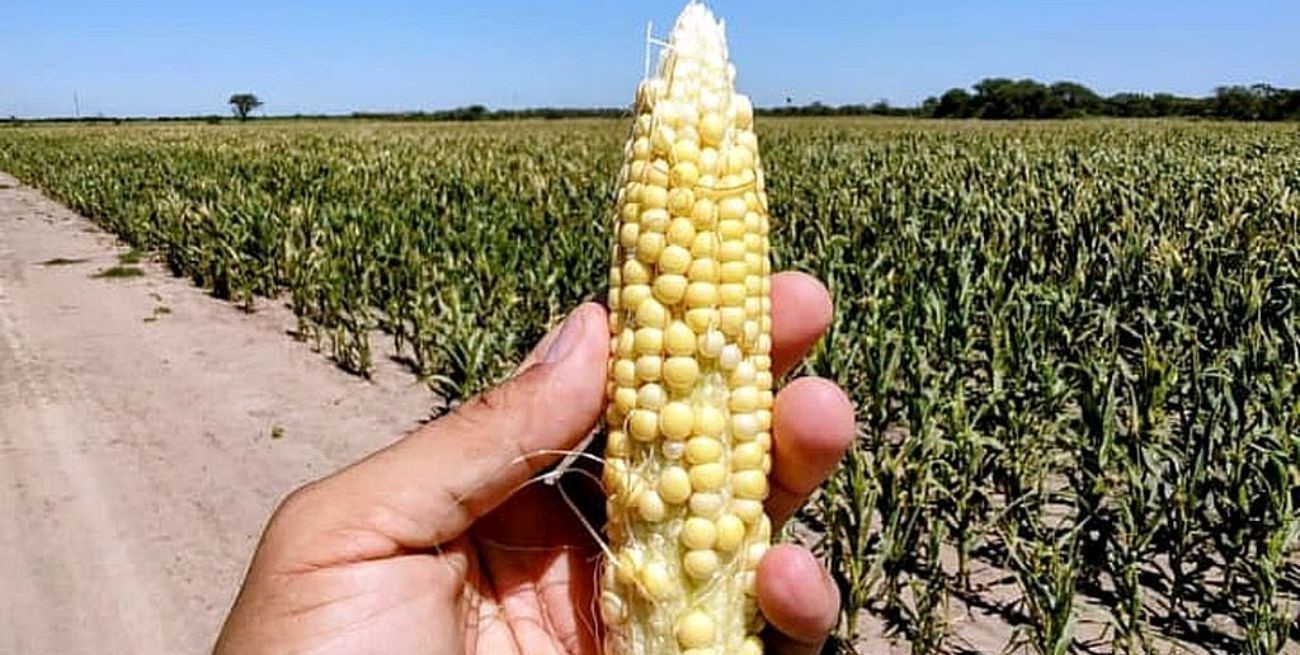 Todavía no hay emergencia por chicharrita, pero anticipan un plan de contención